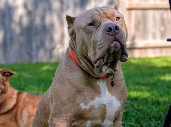 Strong Paws Rescue, Inc.