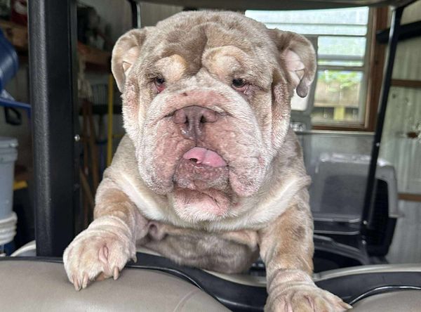 Strong Paws Rescue, Inc.