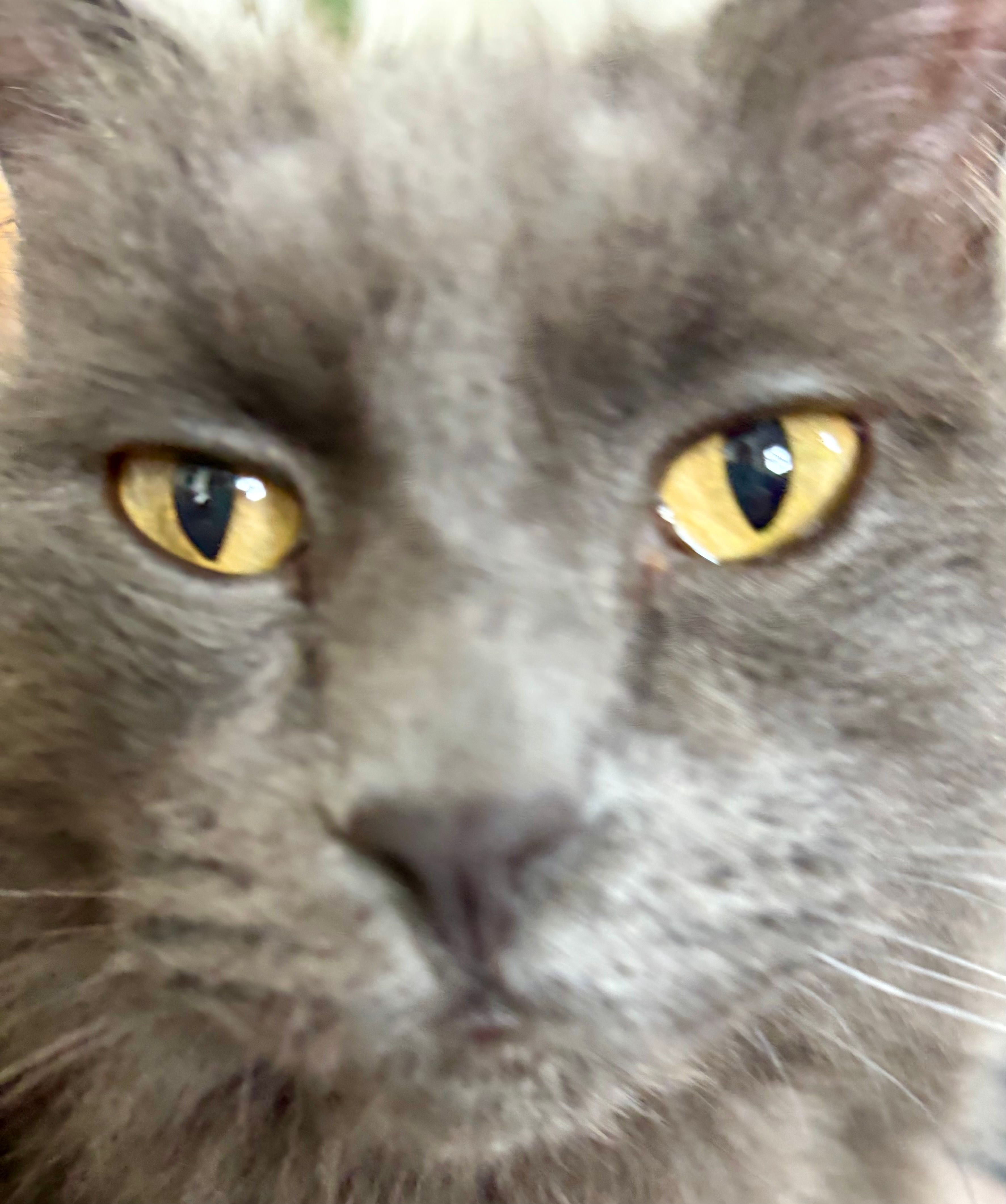 Osage Friends for Felines TNR Inc