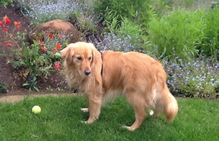 Companion Animal Network