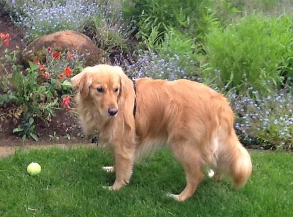 Companion Animal Network