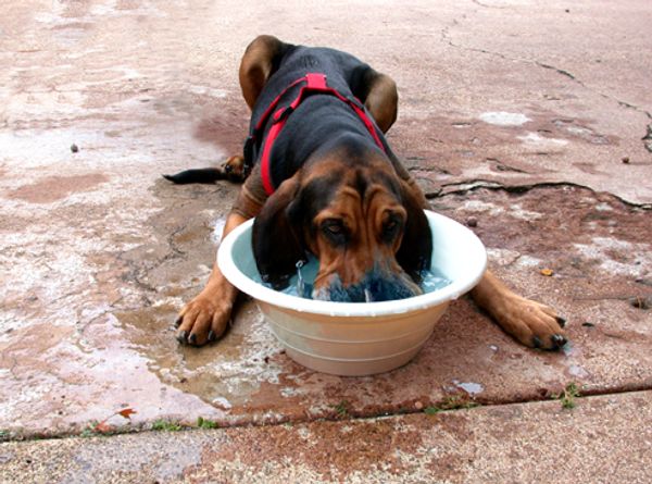 Companion Animal Network