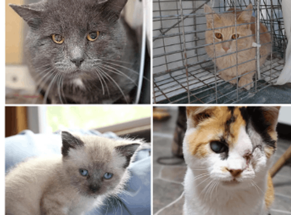 Boone County Animal Care