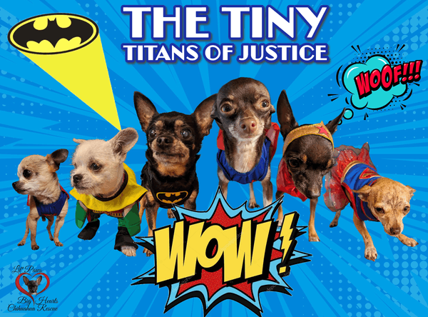 Lil Paws Big Hearts Chihuahua Rescue