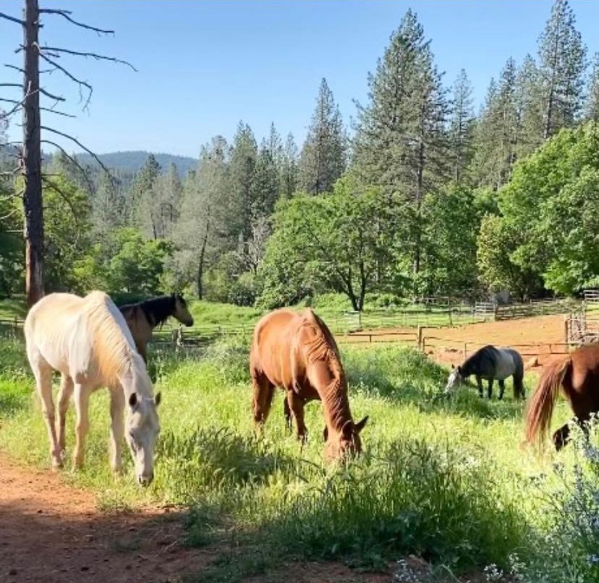 Good Dog K9 Rescue Inc.