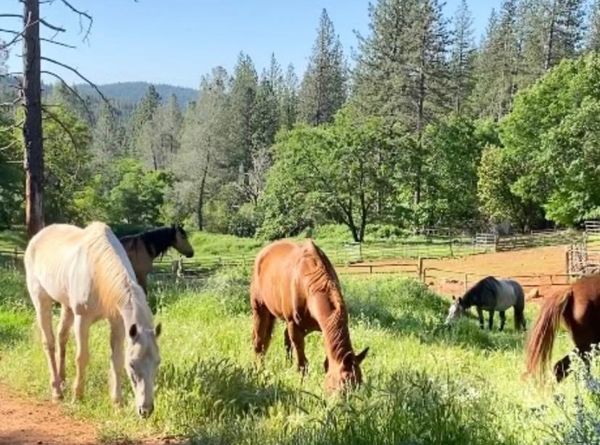 Good Dog K9 Rescue Inc.