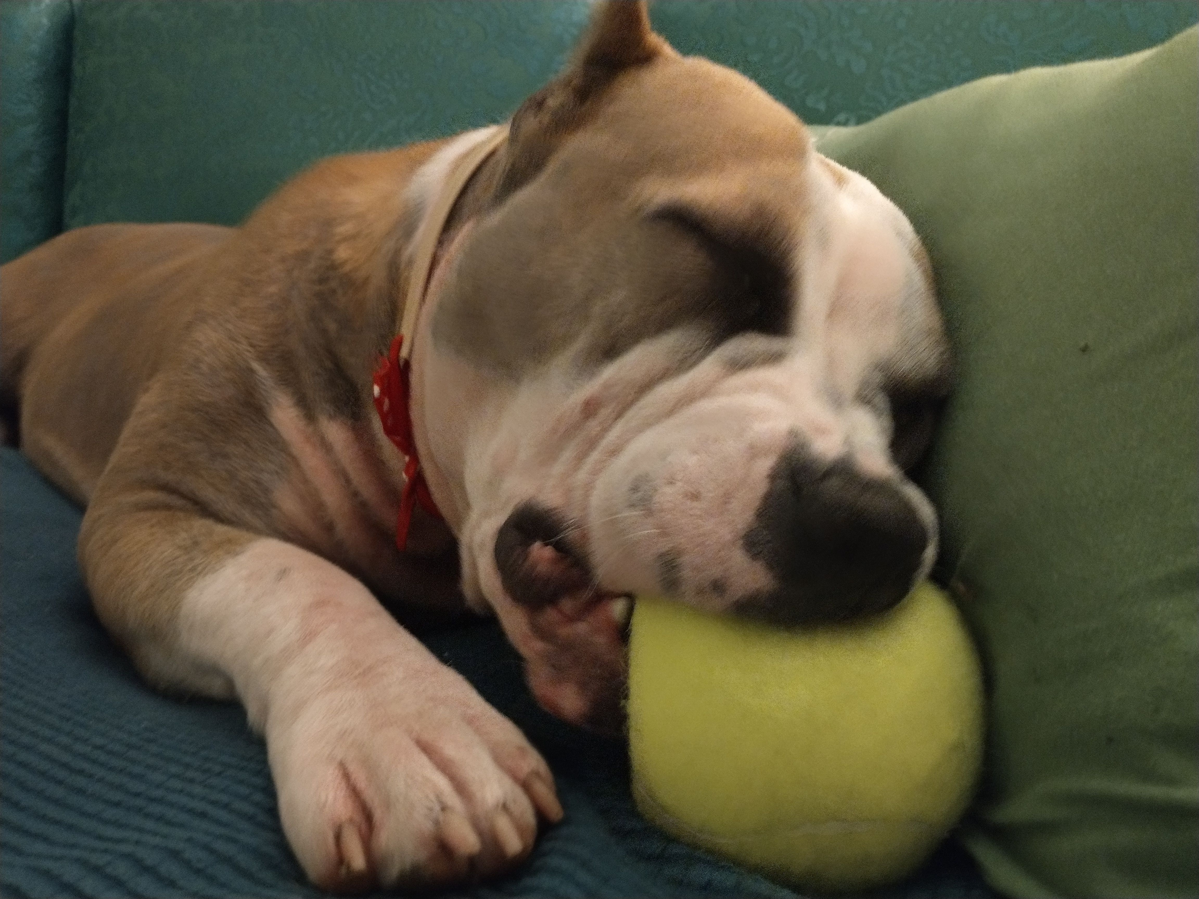 Friends of Colusa County Animal Shelter