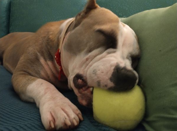 Friends of Colusa County Animal Shelter