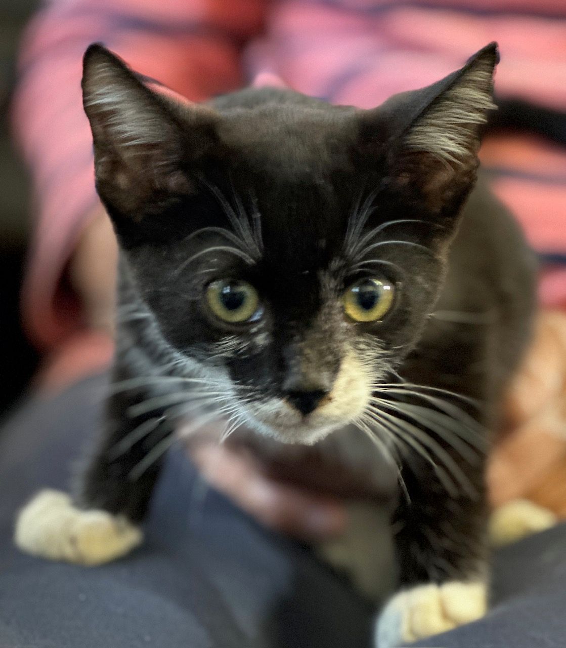 Friends of Colusa County Animal Shelter