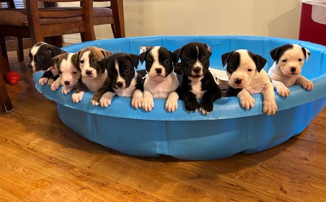 Grand Rivers Humane Society