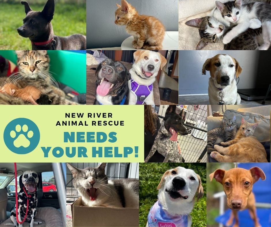 New River Animal Rescue