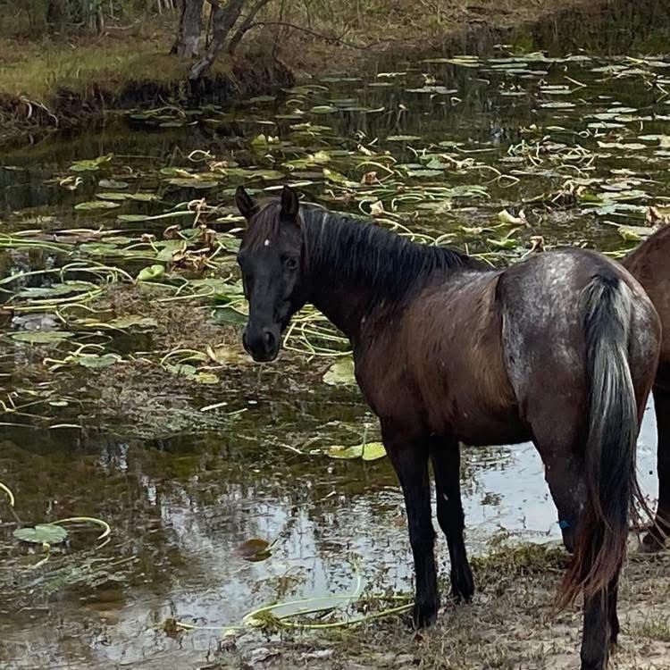 Heartland Rescue Ranch Inc