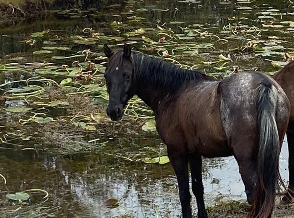 Heartland Rescue Ranch Inc