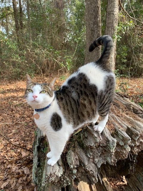 Kitty City Country Sanctuary