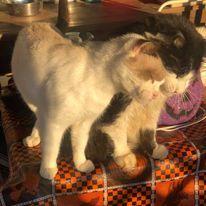 Kitty City Country Sanctuary