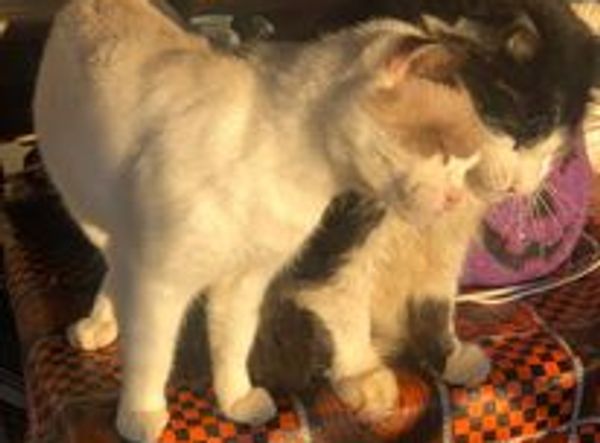 Kitty City Country Sanctuary