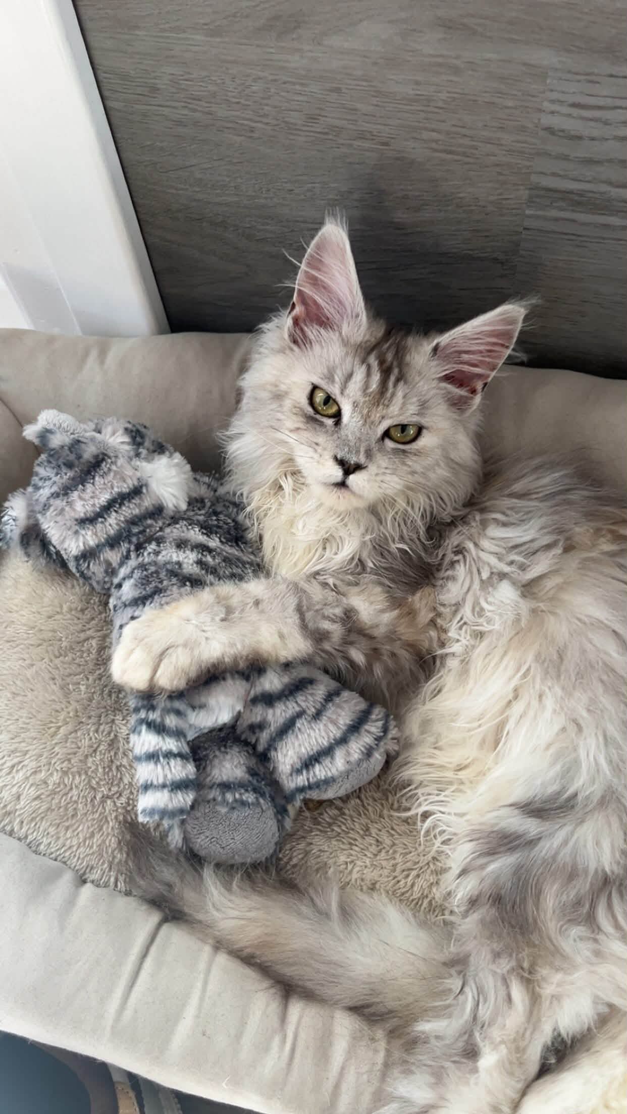 Mewtews Refuge Kitty Rescue