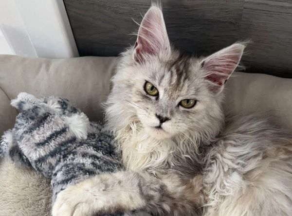 Mewtews Refuge Kitty Rescue