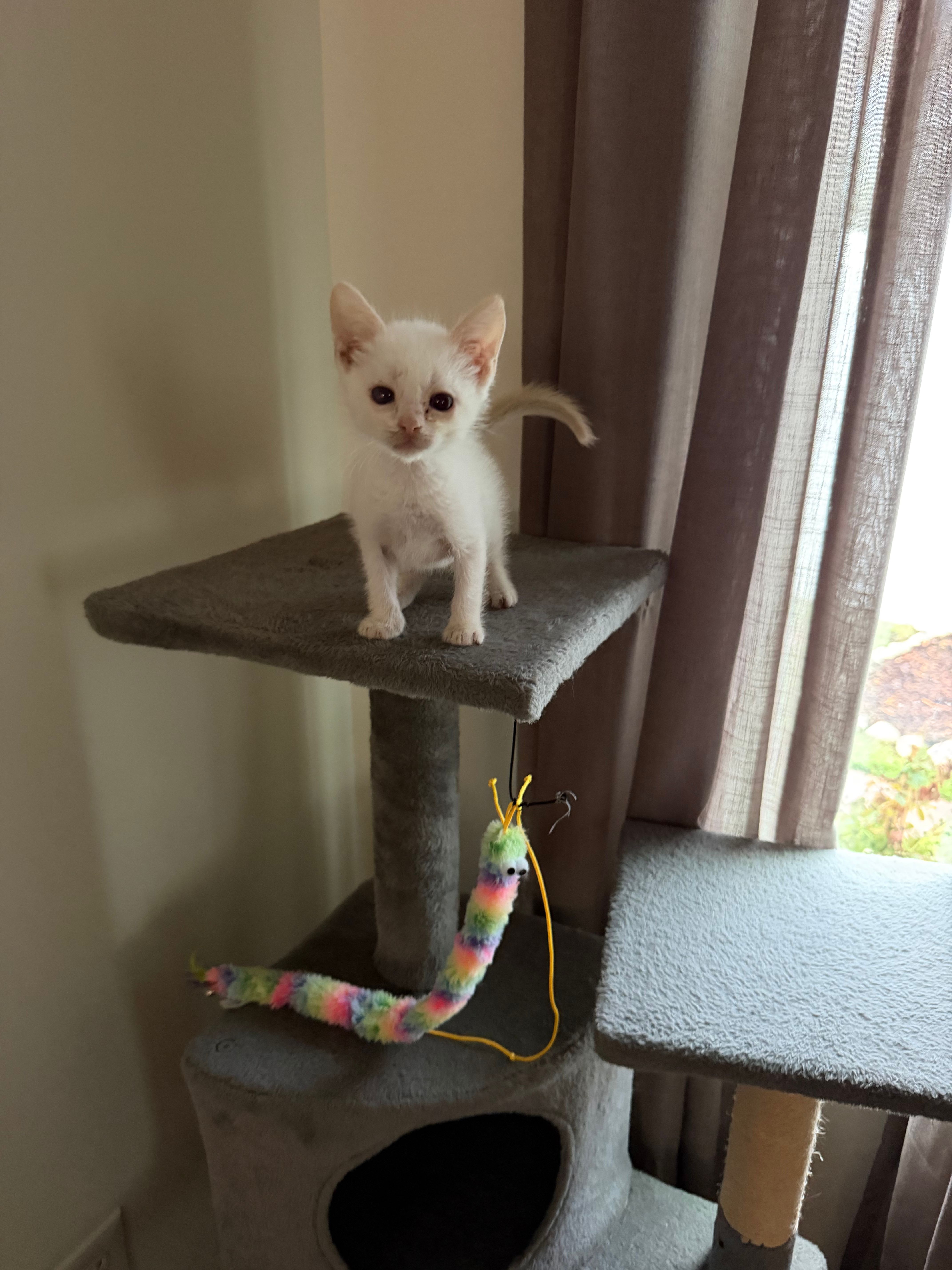 Mewtews Refuge Kitty Rescue