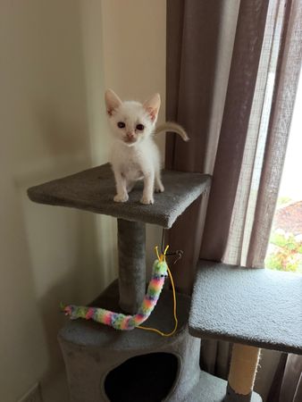 Mewtews Refuge Kitty Rescue
