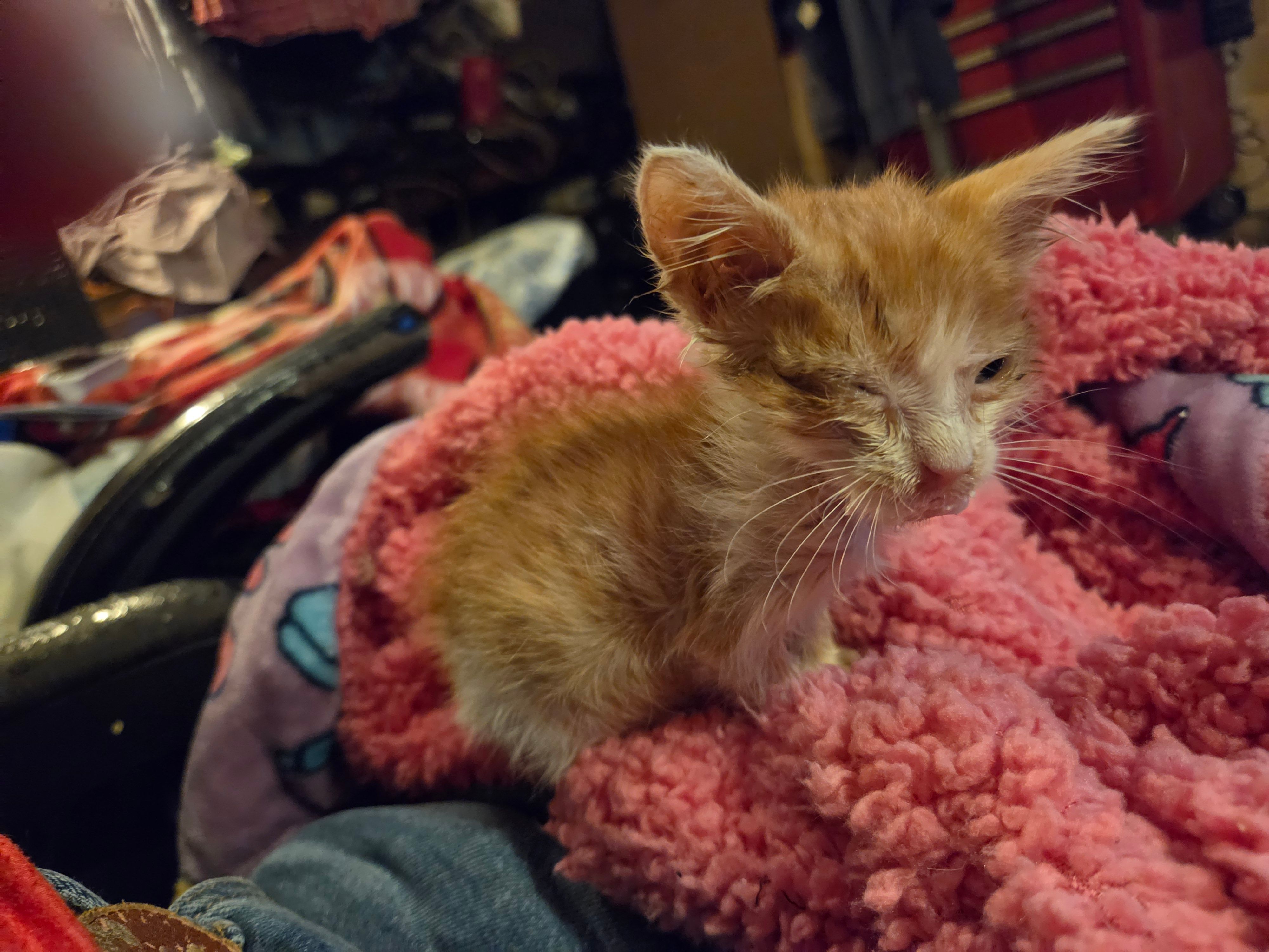 Mewtews Refuge Kitty Rescue
