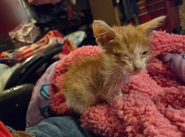 Mewtews Refuge Kitty Rescue
