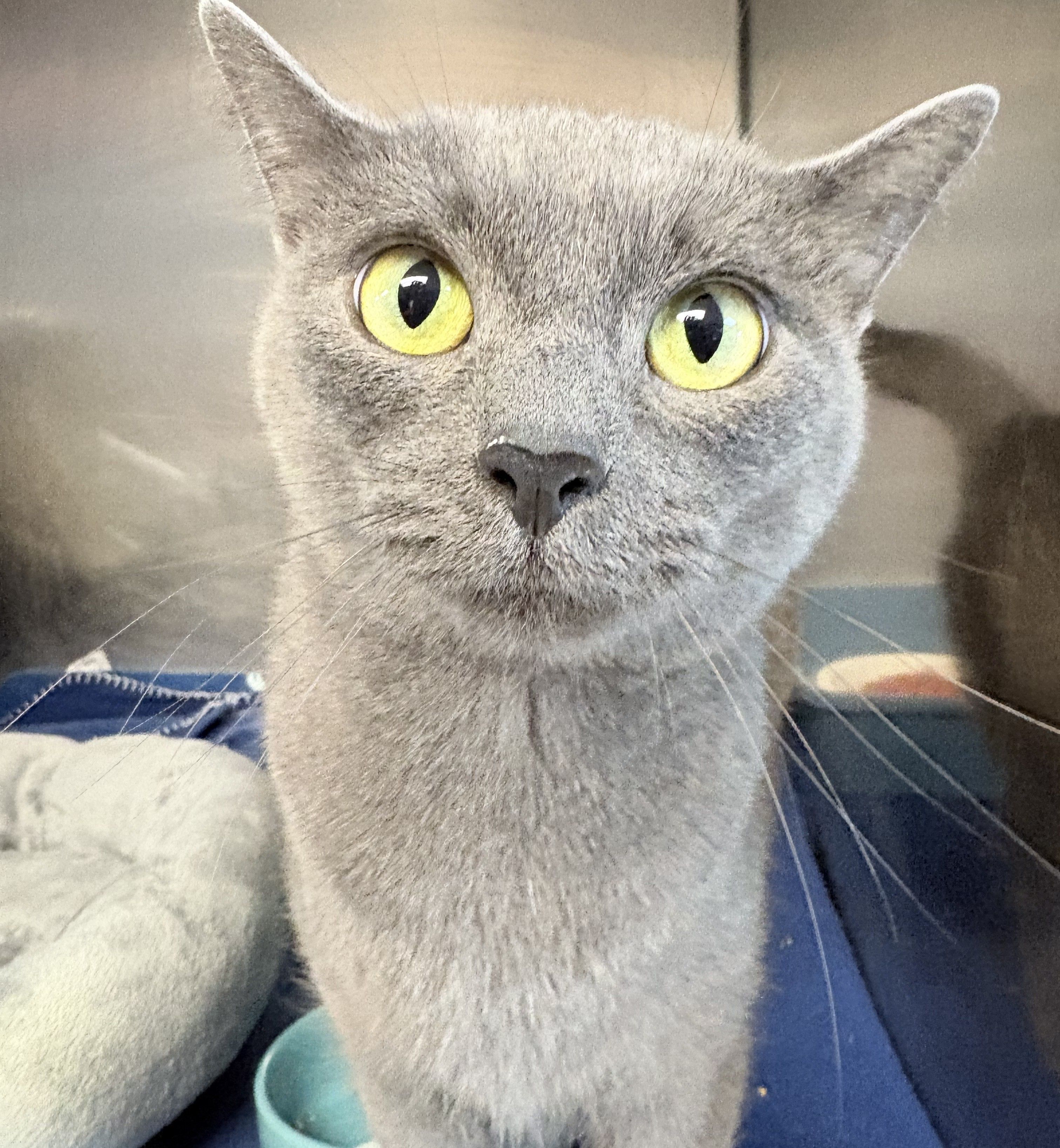 Blue Water Area Humane Society