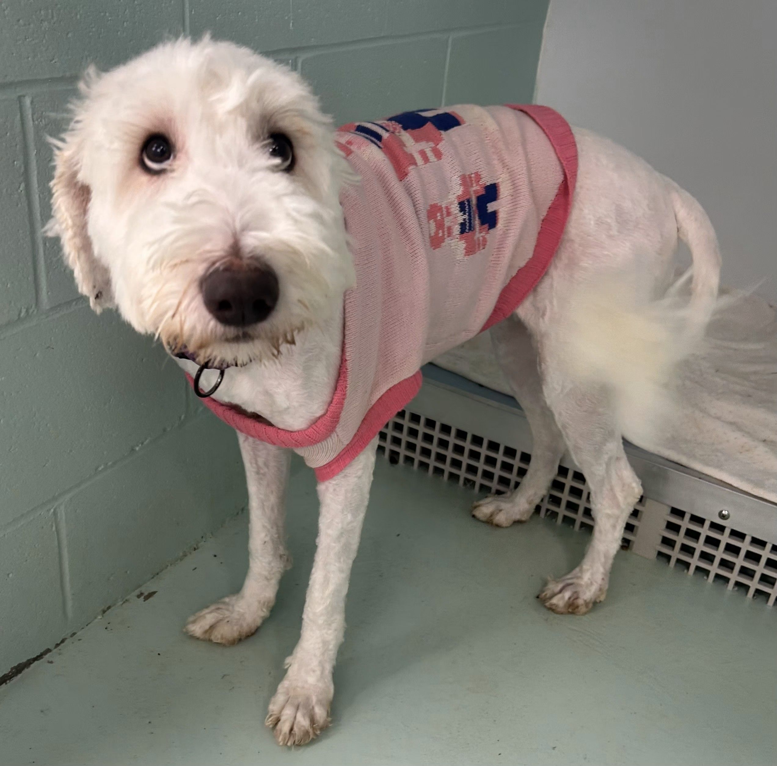 Blue Water Area Humane Society