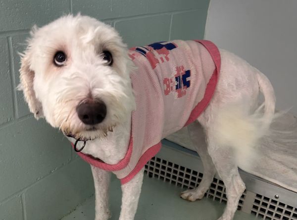 Blue Water Area Humane Society