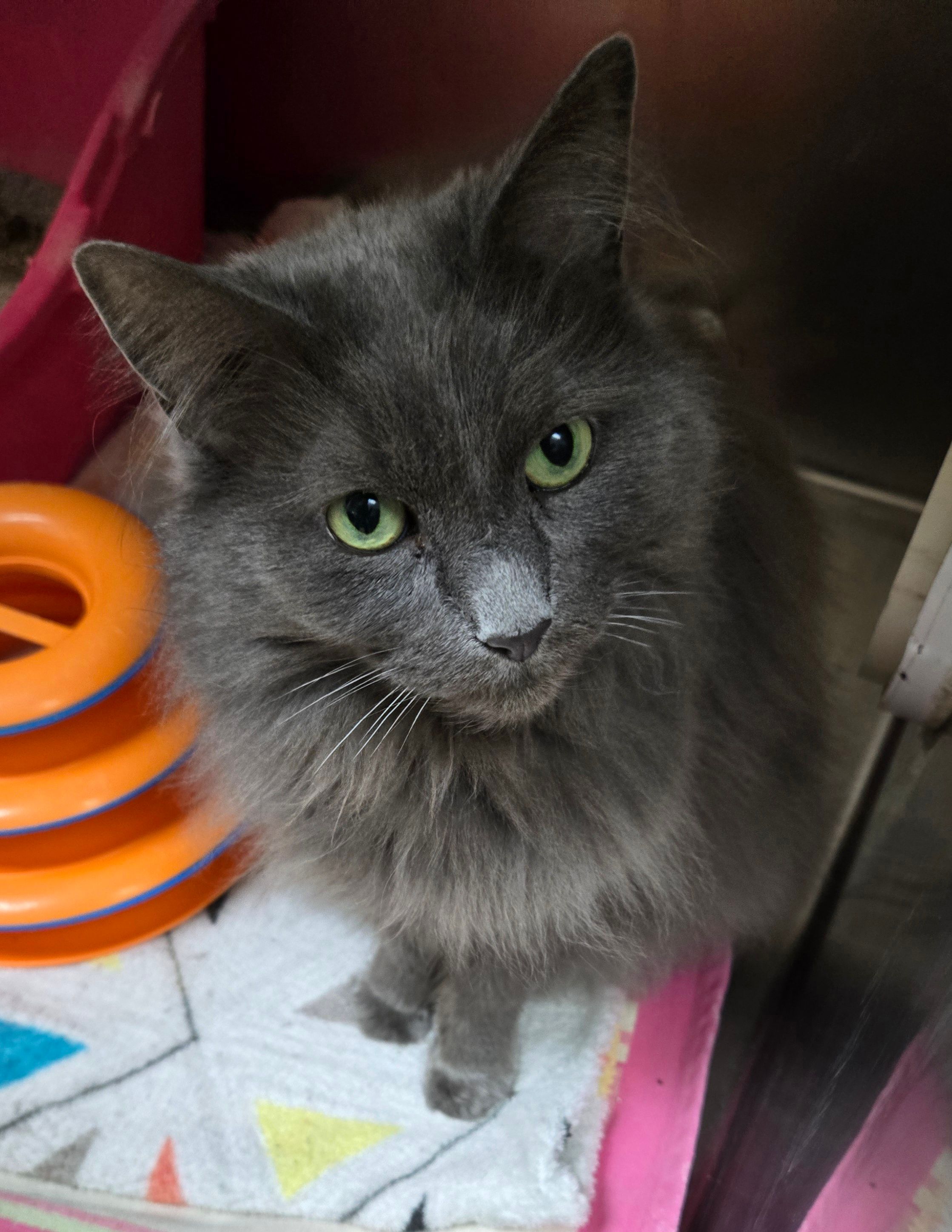 Blue Water Area Humane Society