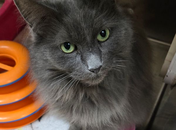 Blue Water Area Humane Society