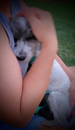 All Mutts Great And Small