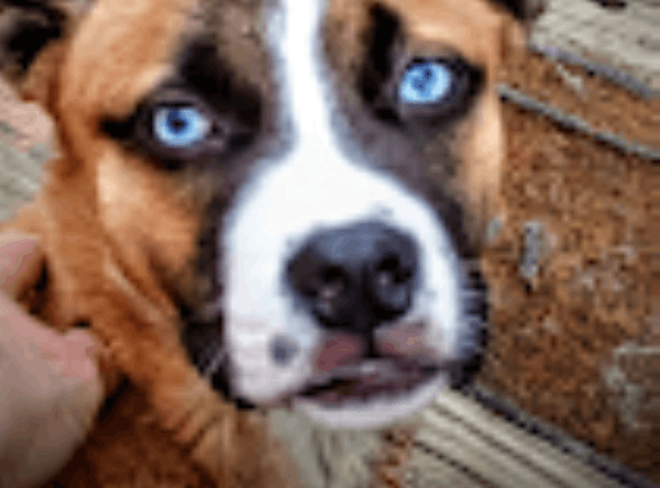 All Mutts Great And Small