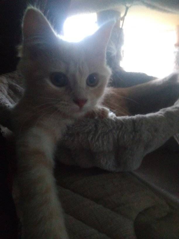 Woofs-N-Purrs Animal Rescue Inc