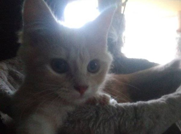 Woofs-N-Purrs Animal Rescue Inc