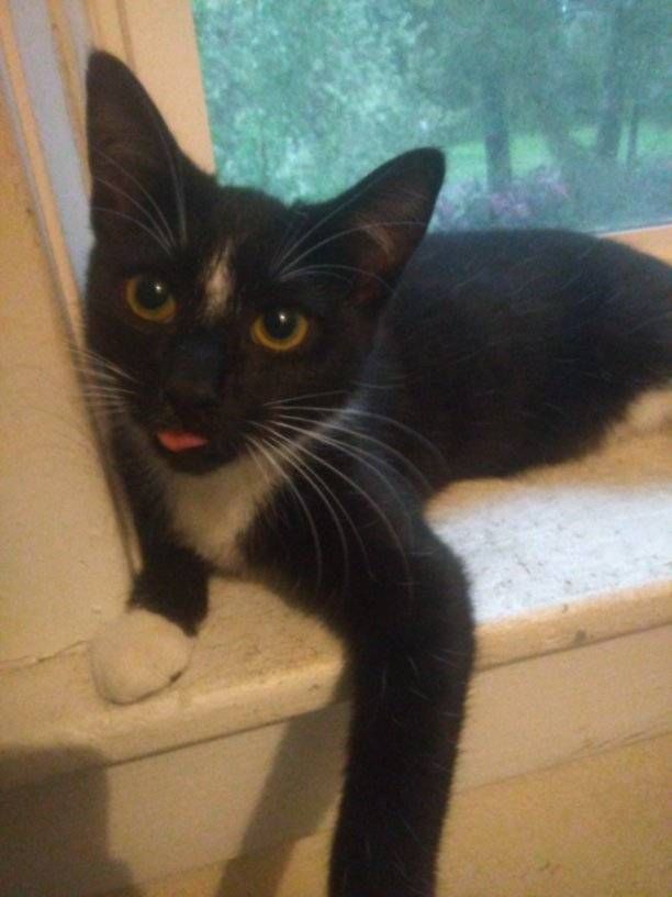 Woofs-N-Purrs Animal Rescue Inc