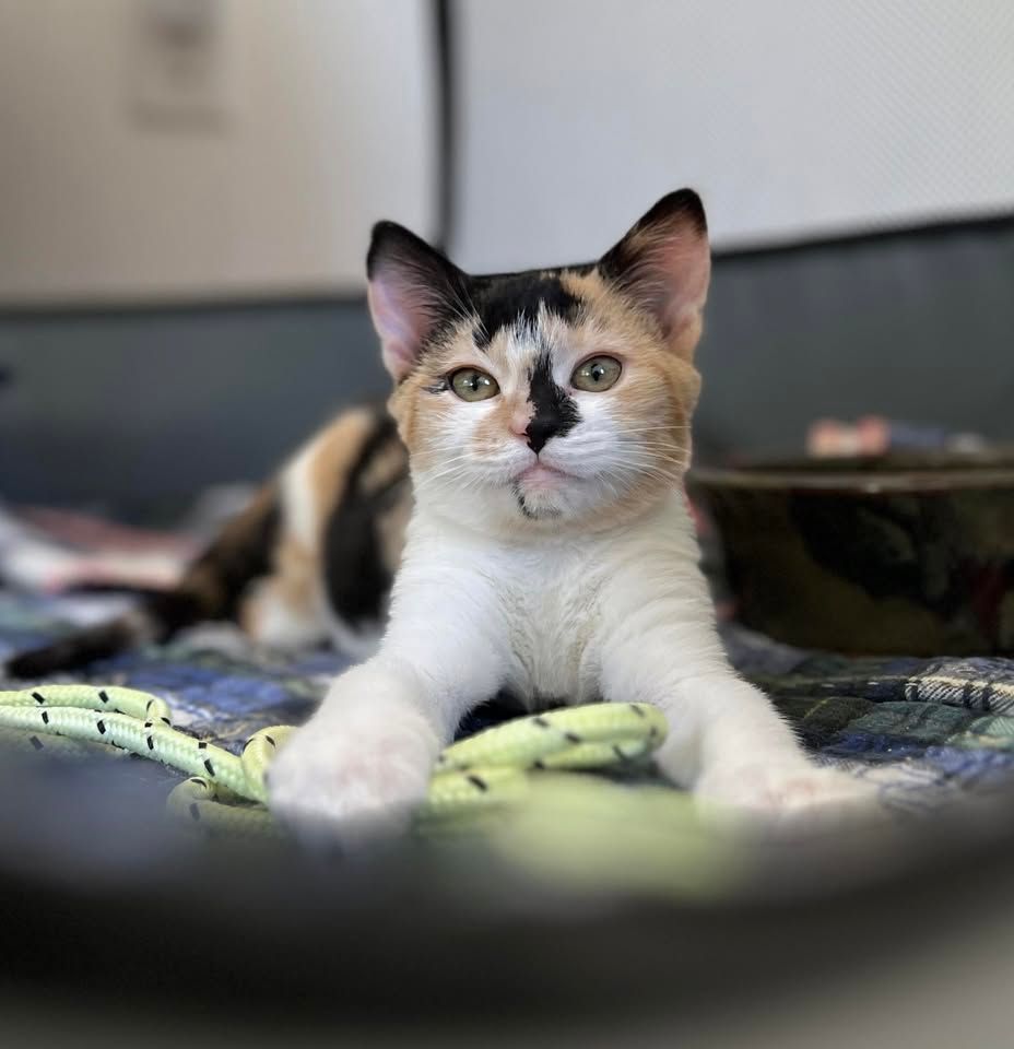 Nahimana Kitten Rescue