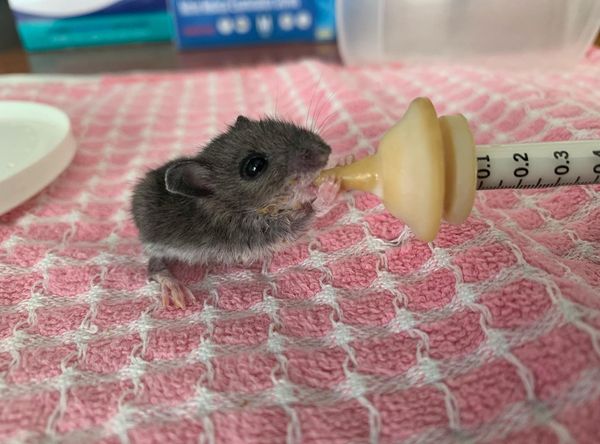 Rockfish Wildlife Sanctuary