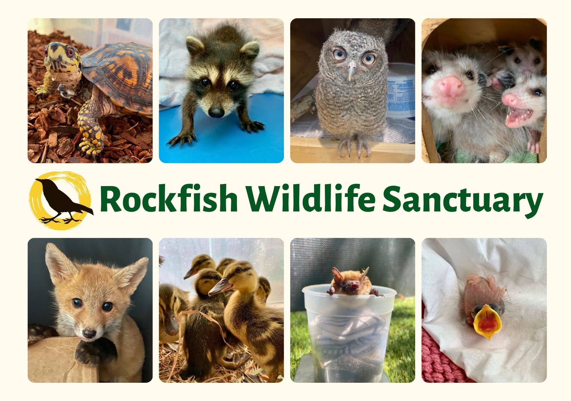 Rockfish Wildlife Sanctuary