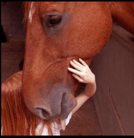 Gallastar Equine Center, Inc