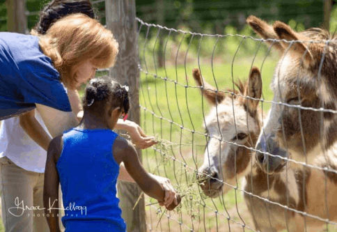 Gallastar Equine Center, Inc