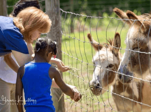 Gallastar Equine Center, Inc