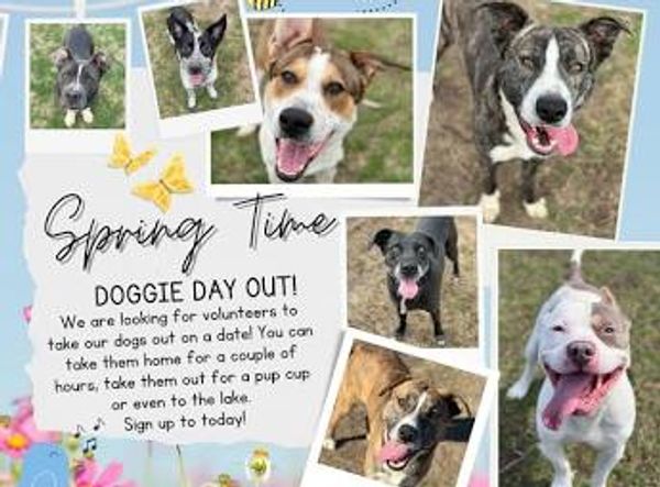 Fort Smith Animal Haven