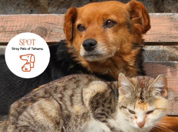 SPOT - Stray Pets of Tehama