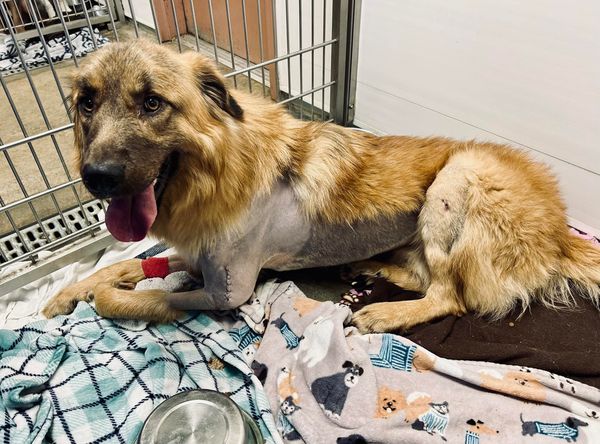 Trinity Animal Shelter Auxiliary