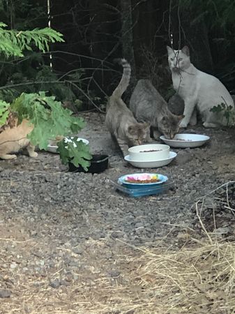 Saving Shasta Cats Inc