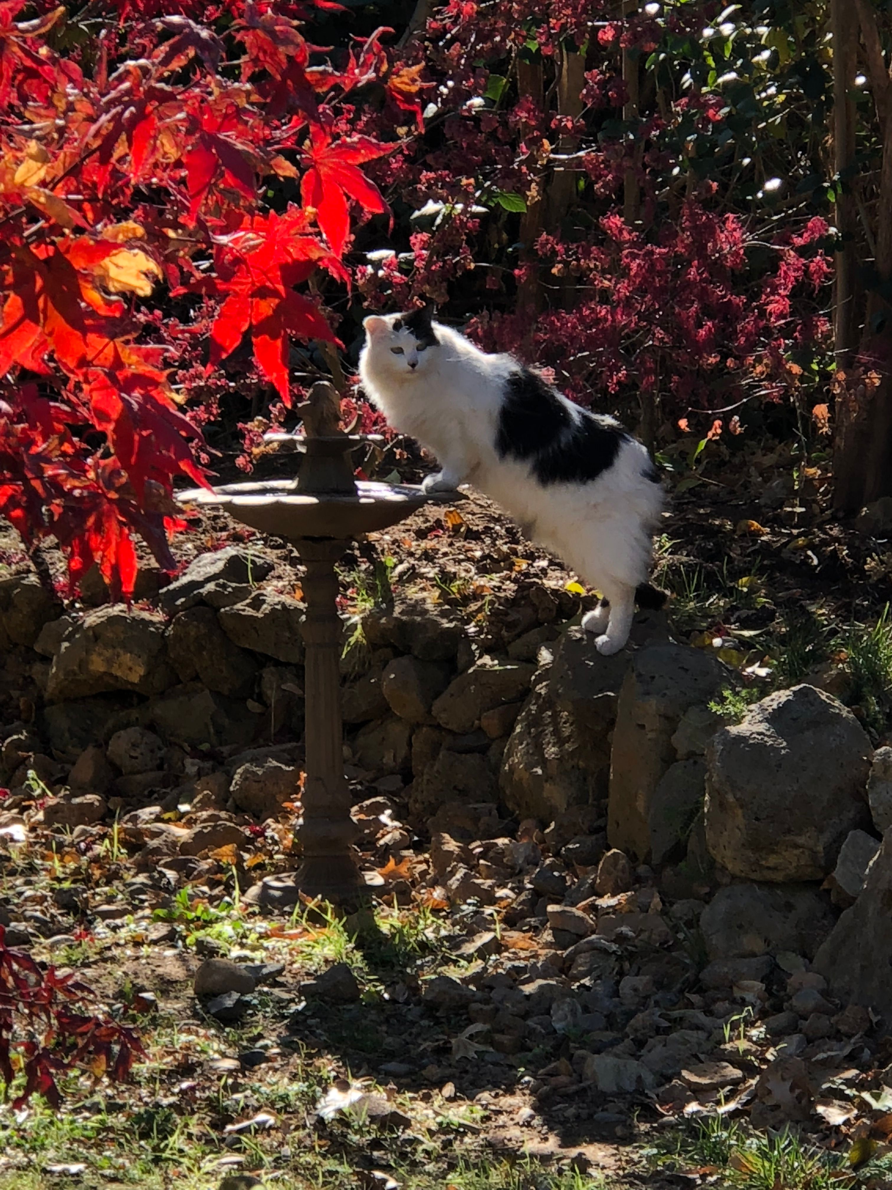 Saving Shasta Cats Inc