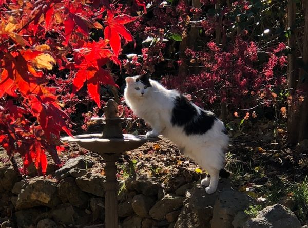 Saving Shasta Cats Inc