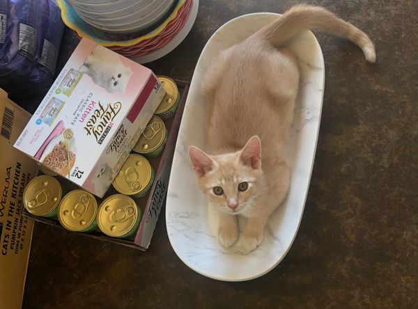 Saving Shasta Cats Inc