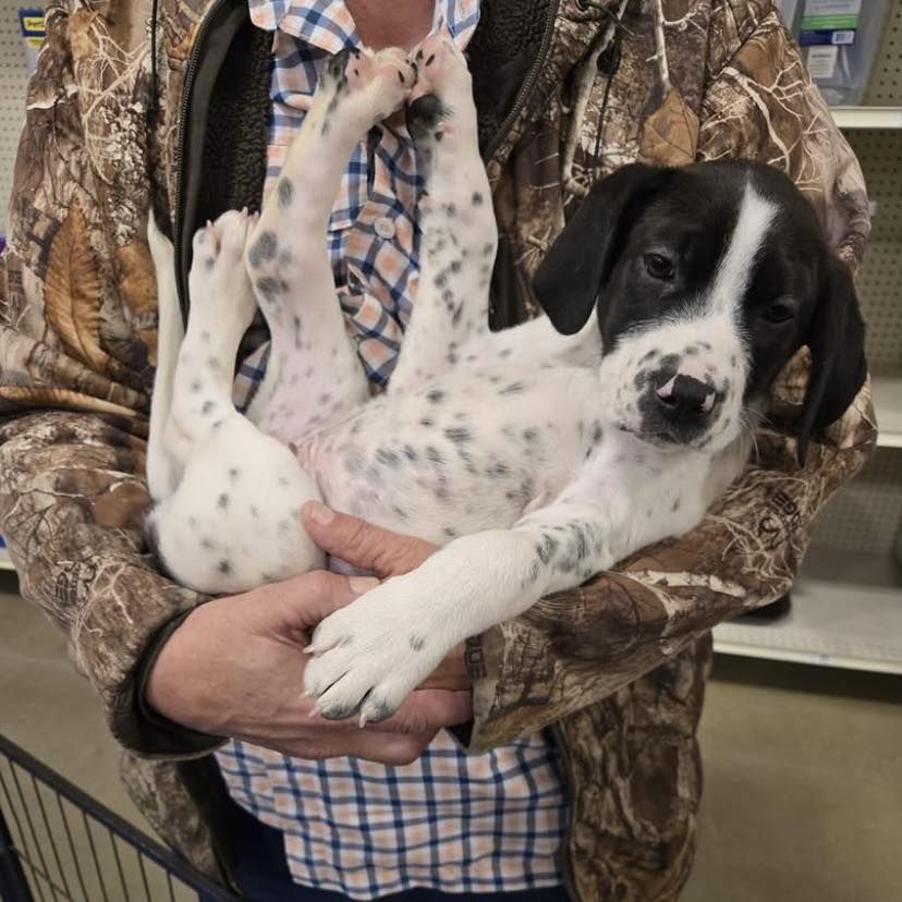 Hamster Boy and Tiger Lilly Rescue